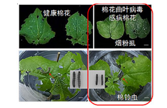 近日，微生物研究所發(fā)現(xiàn)雙生病毒調(diào)控植物免疫平衡實(shí)現(xiàn)全新生態(tài)功能