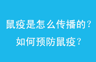 鼠疫是怎么傳播的？如何預(yù)防鼠疫？